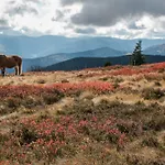 Ibis Saint-die Saint-Die-des-Vosges